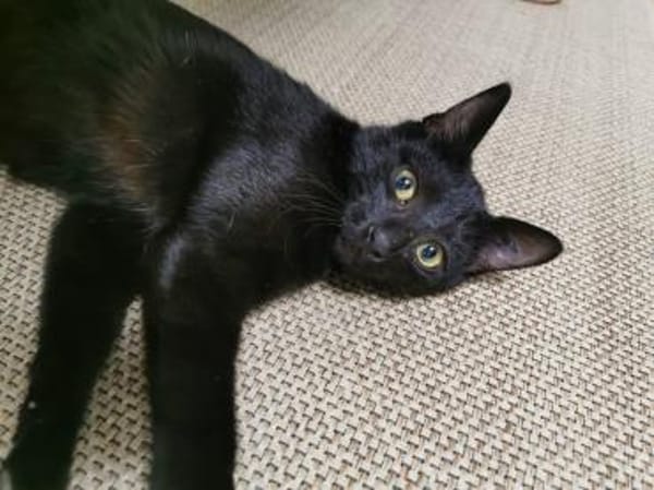 Pan & Persus suchen DICH!