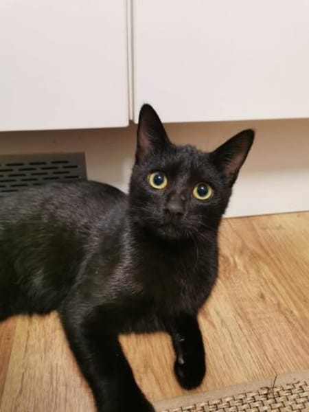 Pan & Persus suchen DICH!