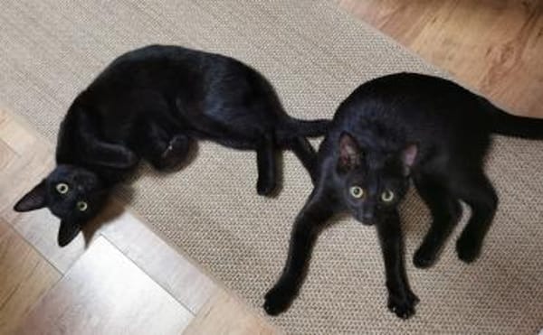 Pan & Persus suchen DICH!