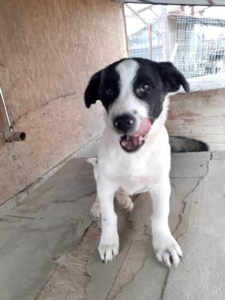 Bebo  38 cm (Pflegestelle)