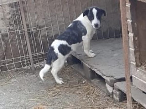 Bebo  38 cm (Pflegestelle)