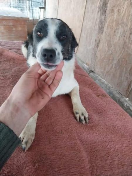 Bebo  38 cm (Pflegestelle)