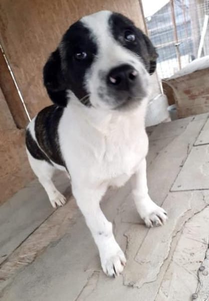 Bebo  38 cm (Pflegestelle)