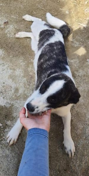 Bebo  38 cm (Pflegestelle)