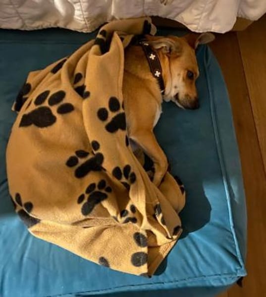 Millie - fröhliches Hundemädchen