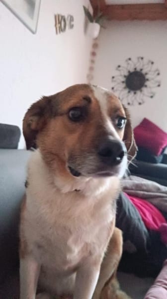 Simba - sensibler Rüde