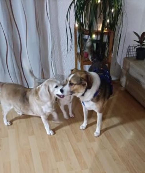 Simba - sensibler Rüde