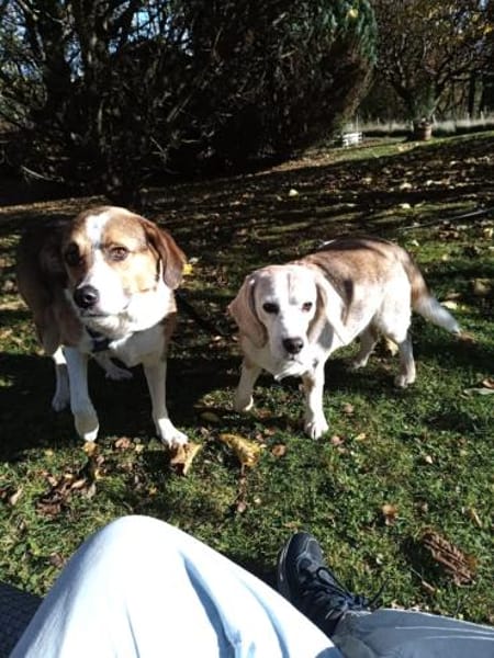 Simba - sensibler Rüde