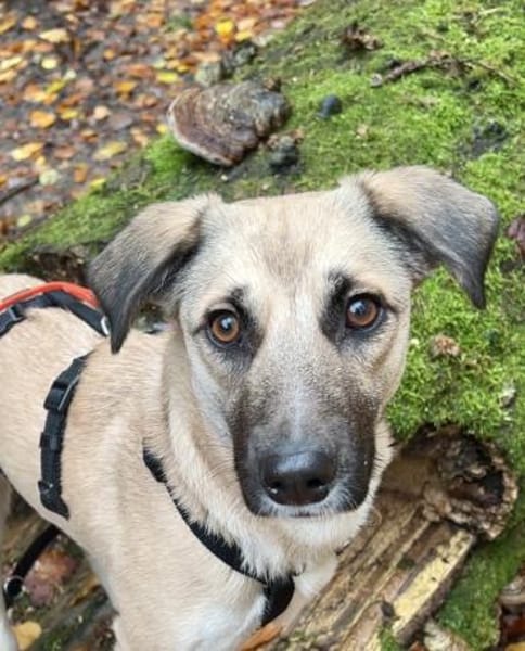 Fary, geb. ca. 02/2024, 58332 Schwelm