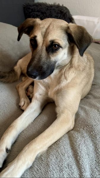 Fary, geb. ca. 02/2024, 58332 Schwelm