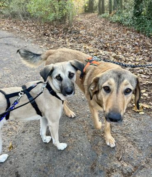 Fary, geb. ca. 02/2024, 58332 Schwelm