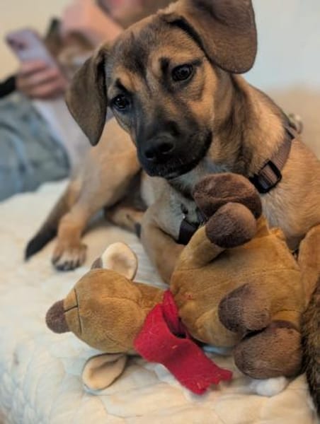 Matcha sucht liebevolles zu Hause