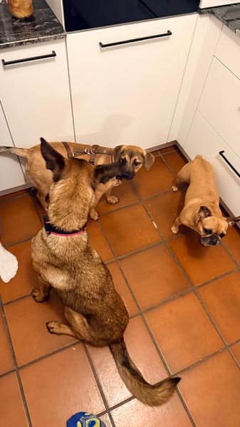 Matcha sucht liebevolles zu Hause