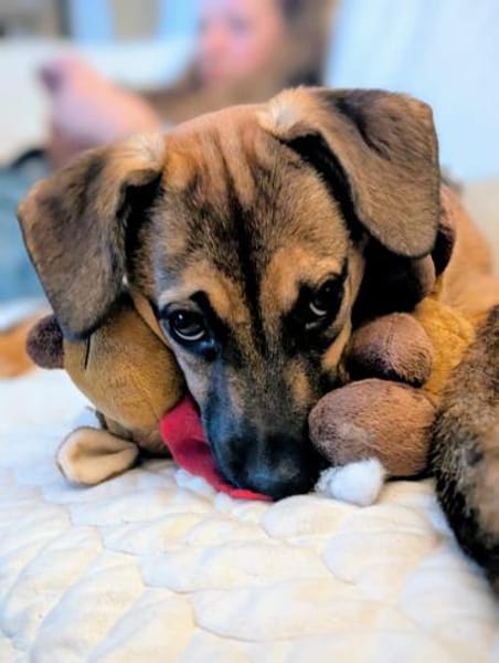 Matcha sucht liebevolles zu Hause