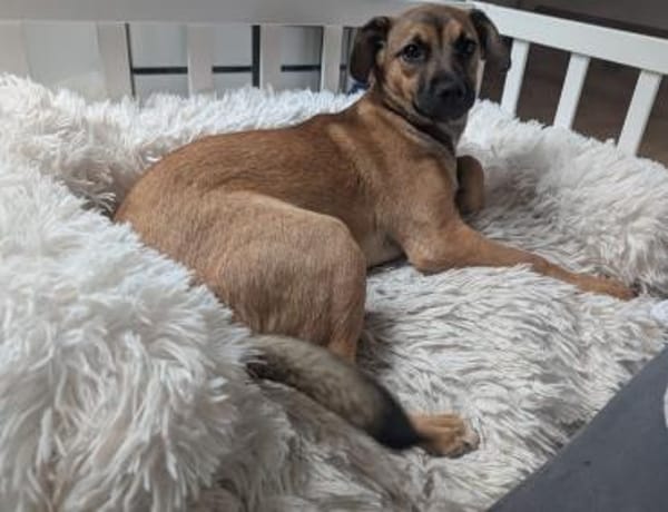 Matcha sucht liebevolles zu Hause