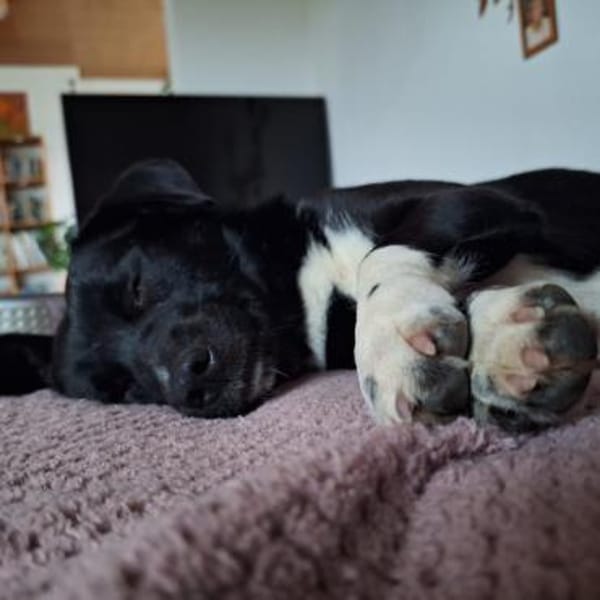 Schüchterne Penny sucht tolles zu Hause