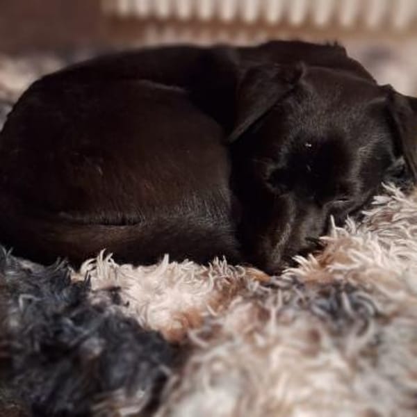 Schüchterne Penny sucht tolles zu Hause