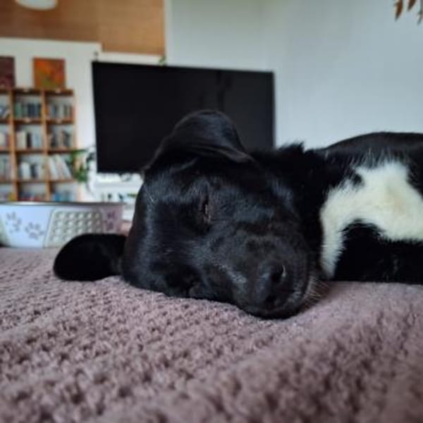 Schüchterne Penny sucht tolles zu Hause