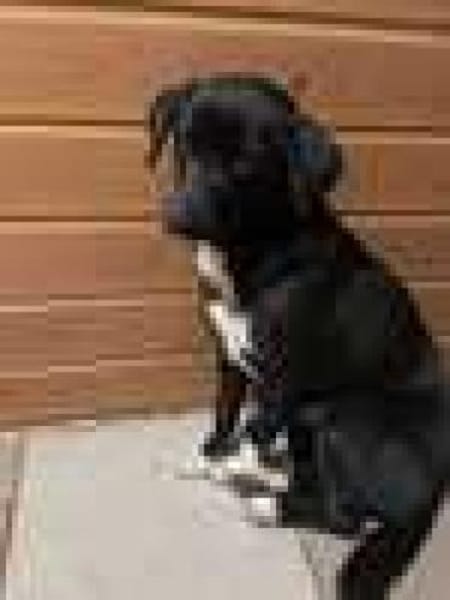 Schüchterne Penny sucht tolles zu Hause