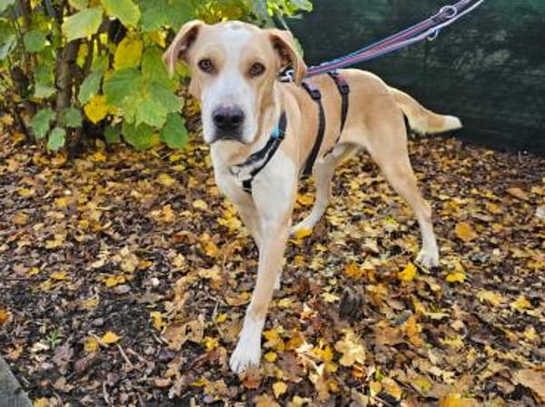 Thanos im Tierheim Sulzbach