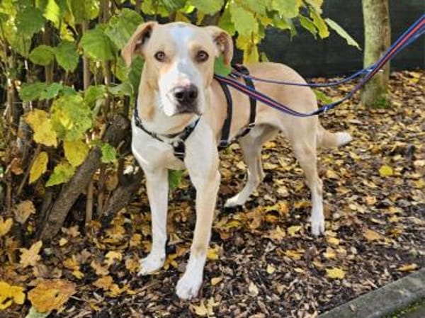 Thanos im Tierheim Sulzbach