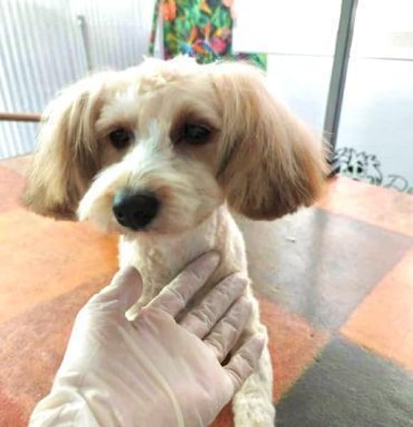 Cream in 42859 Remscheid