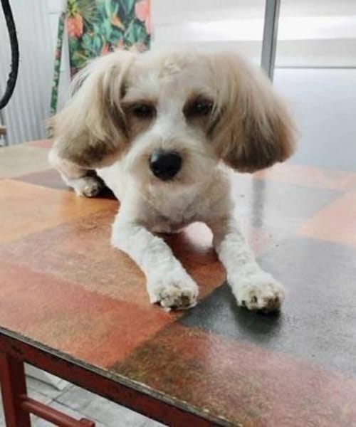 Cream in 42859 Remscheid