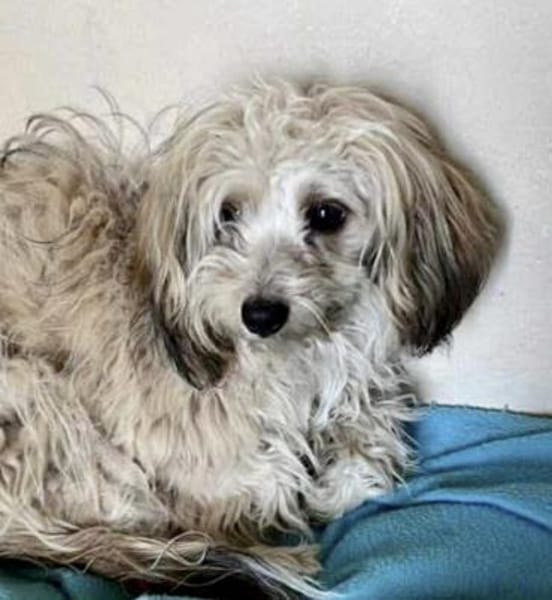 Cream in 42859 Remscheid