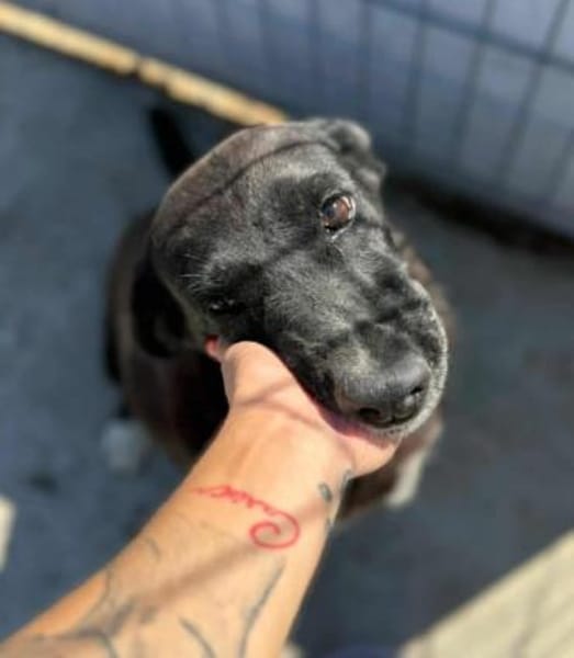 RUNA sucht ein Zuhause