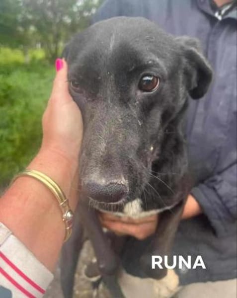 RUNA sucht ein Zuhause