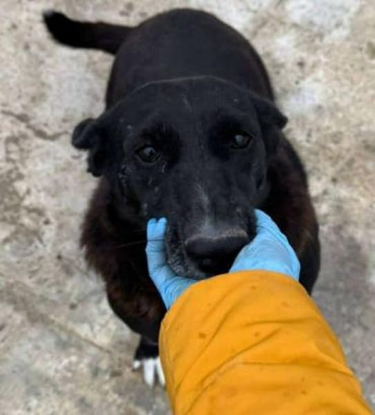 RUNA sucht ein Zuhause