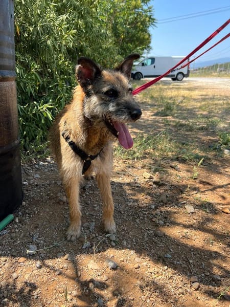 Milli, Terriermix-Hündin auf Heimatsuche