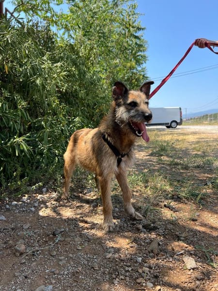 Milli, Terriermix-Hündin auf Heimatsuche