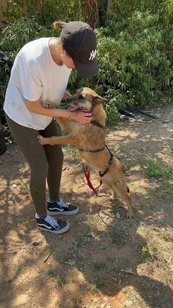 Milli, Terriermix-Hündin auf Heimatsuche