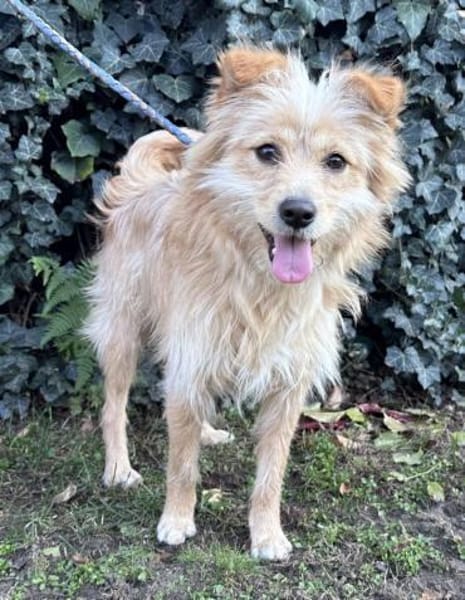 Matteo - süßer Struppi