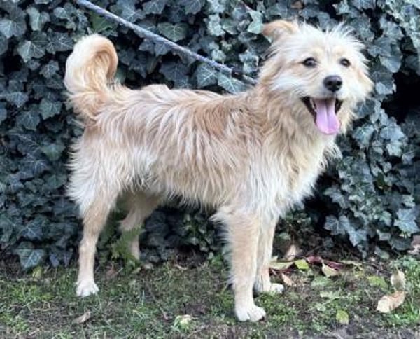 Matteo - süßer Struppi