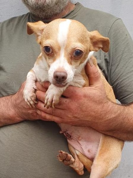 Candy auf Pflegestelle in 85134 Stammham