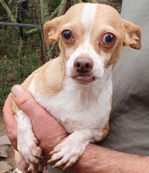 Candy auf Pflegestelle in 85134 Stammham