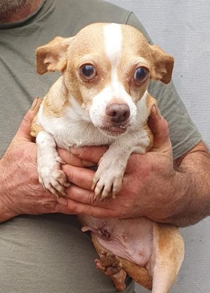 Candy auf Pflegestelle in 85134 Stammham