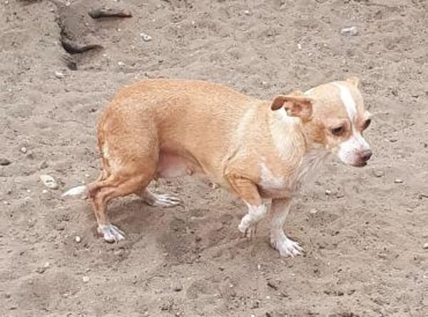 Candy auf Pflegestelle in 85134 Stammham