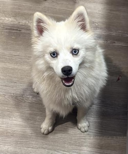 Luna auf PS in 77776 Bad Rippoldsau