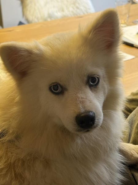 Luna auf PS in 77776 Bad Rippoldsau