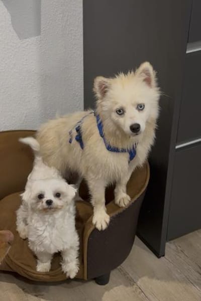 Luna auf PS in 77776 Bad Rippoldsau