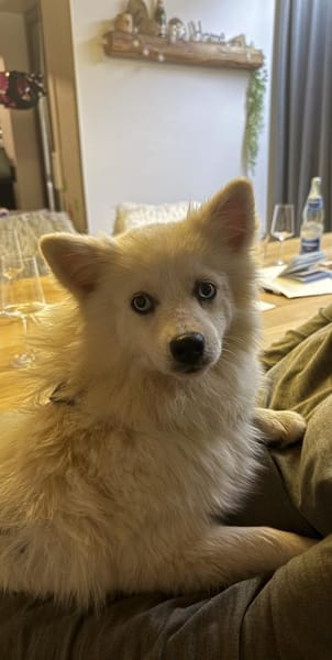 Luna auf PS in 77776 Bad Rippoldsau