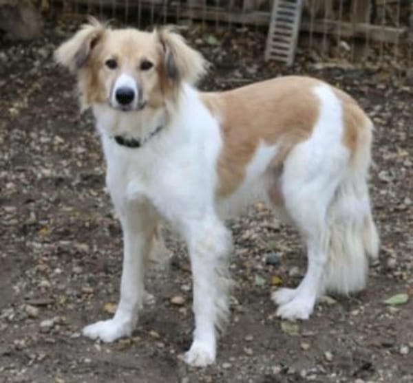 NOAH - sanfter Rüde