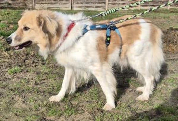 NOAH - sanfter Rüde