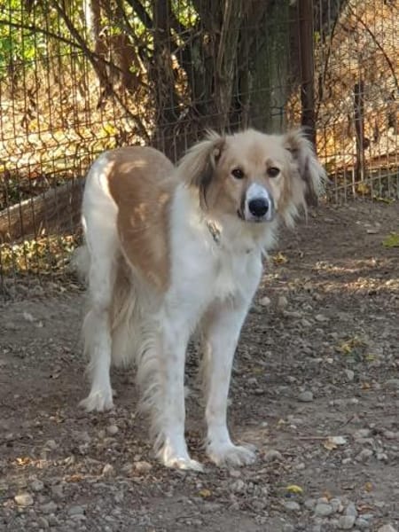 NOAH - sanfter Rüde