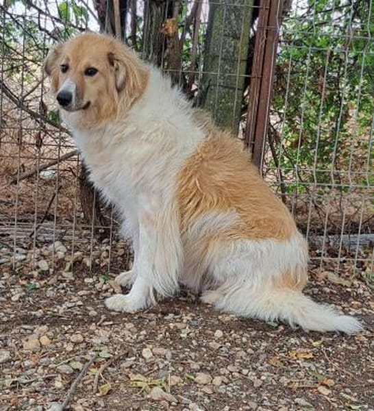 NOAH - sanfter Rüde