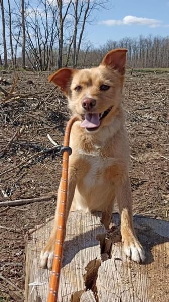 Marinik - noch ein Angsthäschen