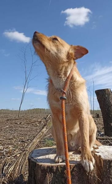 Marinik - noch ein Angsthäschen